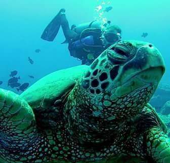 hono - Hawaiian sea turtle