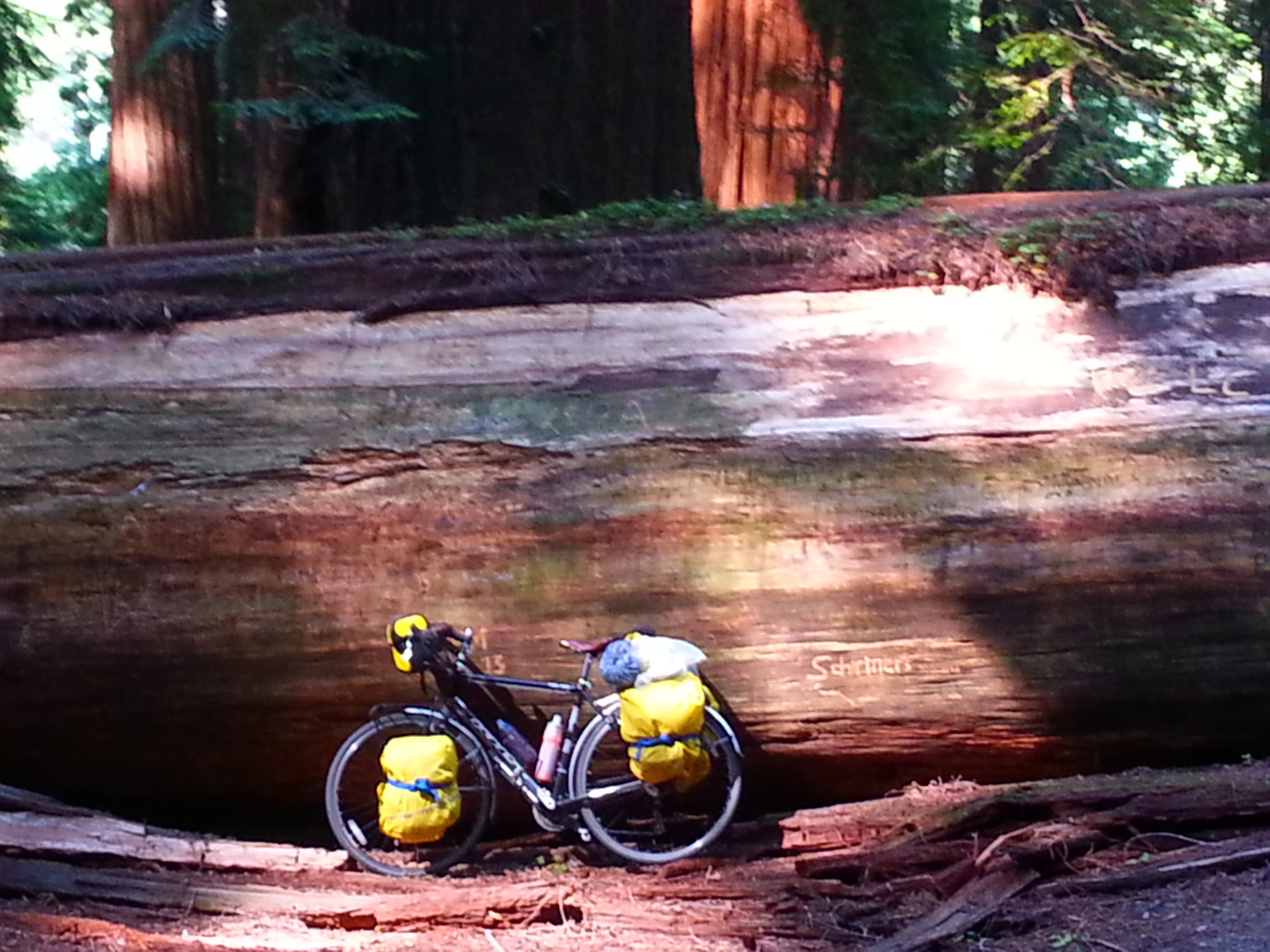 Avenue of the Giants in the Humboldt Redwoods State Park in Northern California